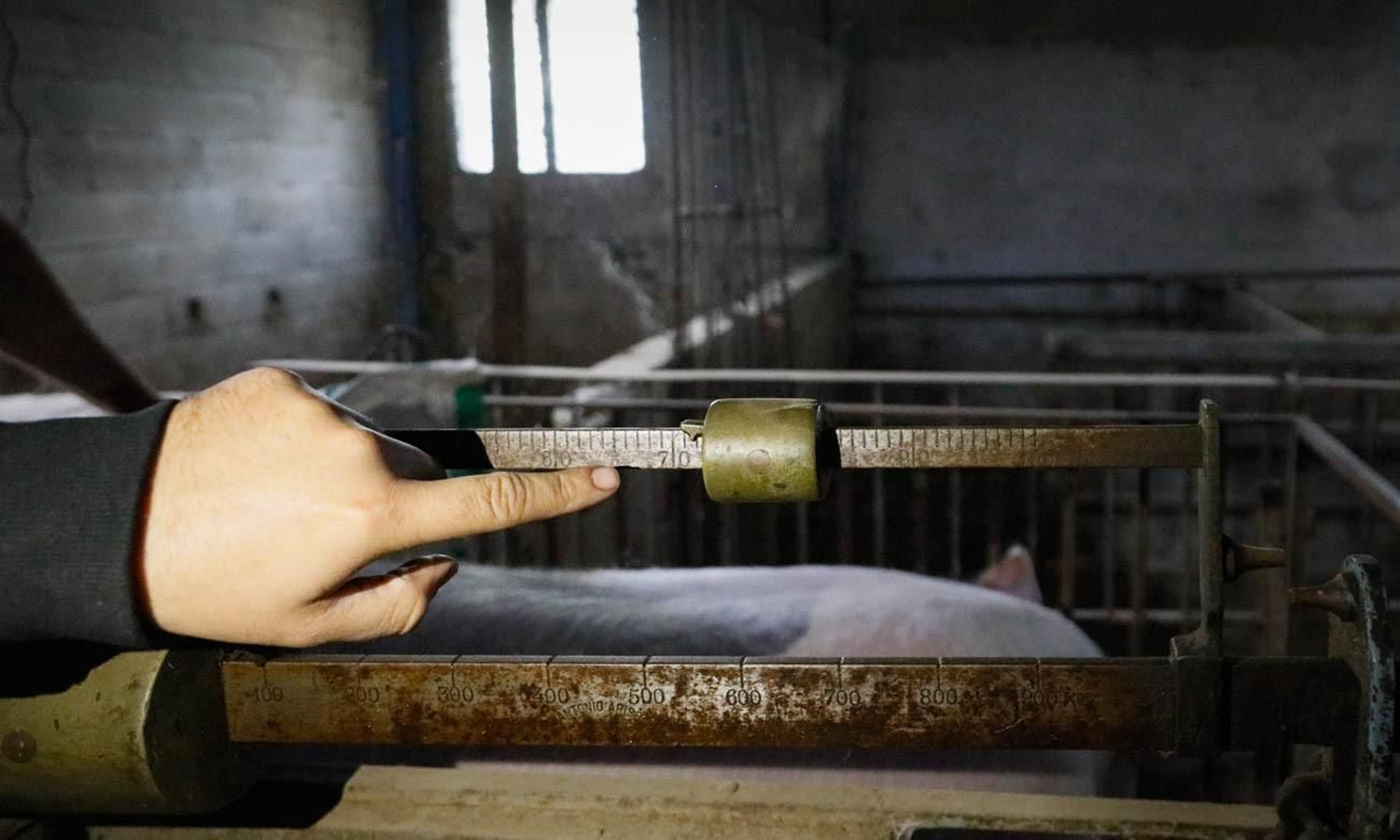 Te contamos en imágenes como son las matanzas en Chirivel