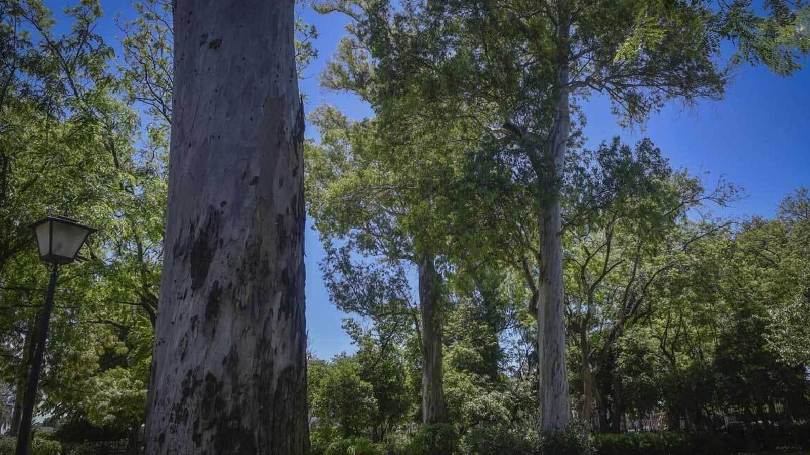 Eucaliptos en el Parque de María Luisa