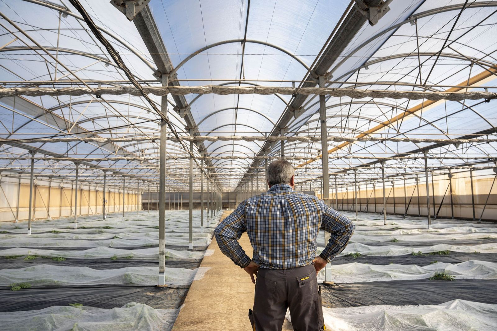 La primavera se planta en invierno entre sandías y tomates almerienses