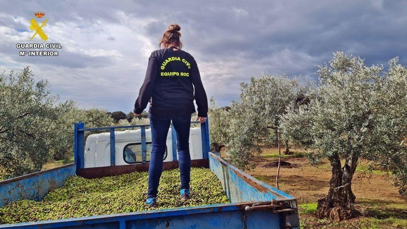 Un remolque de aceituna robada.