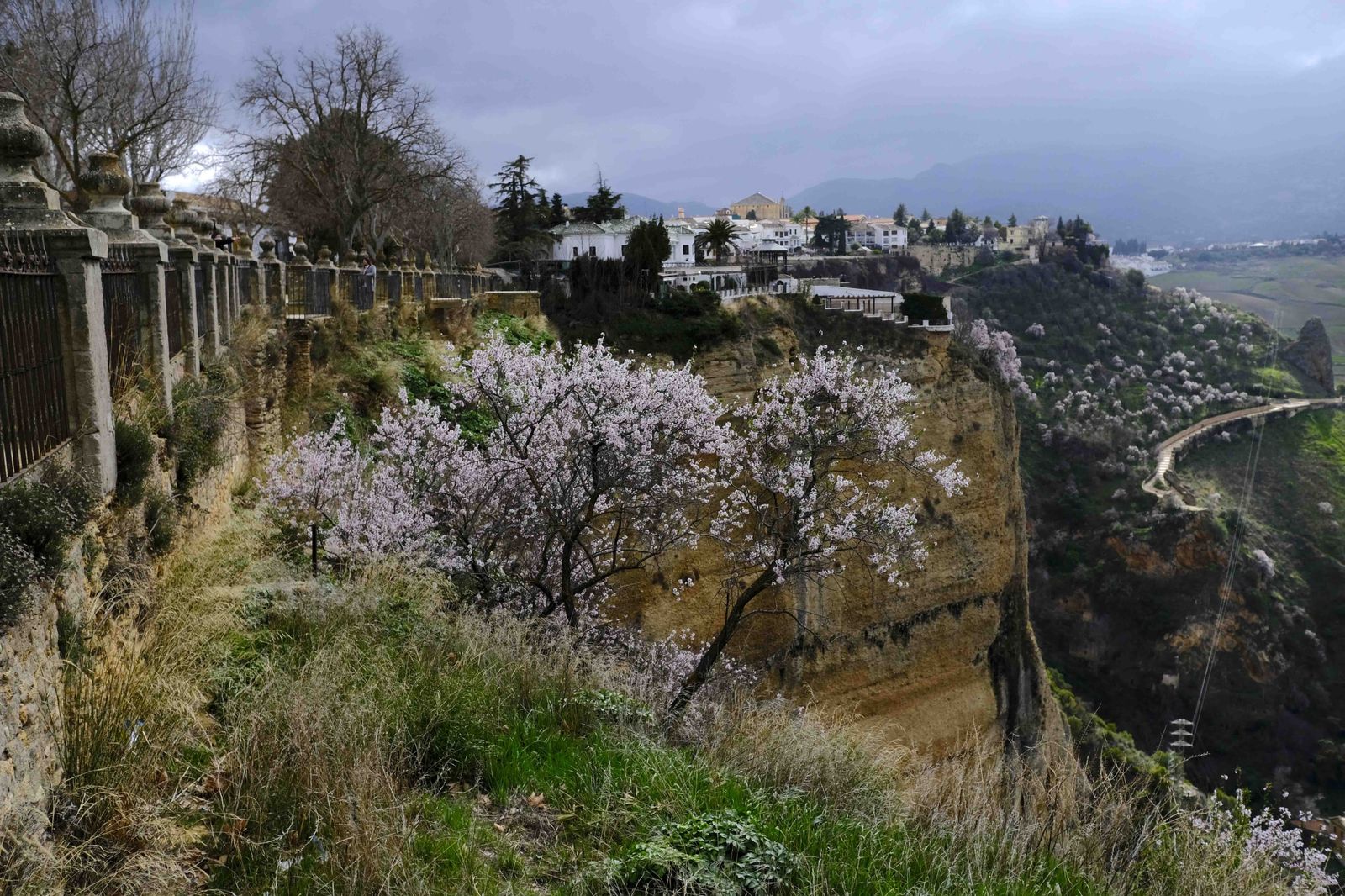 Así lucen los almendros del interior de Málaga en plena floración
