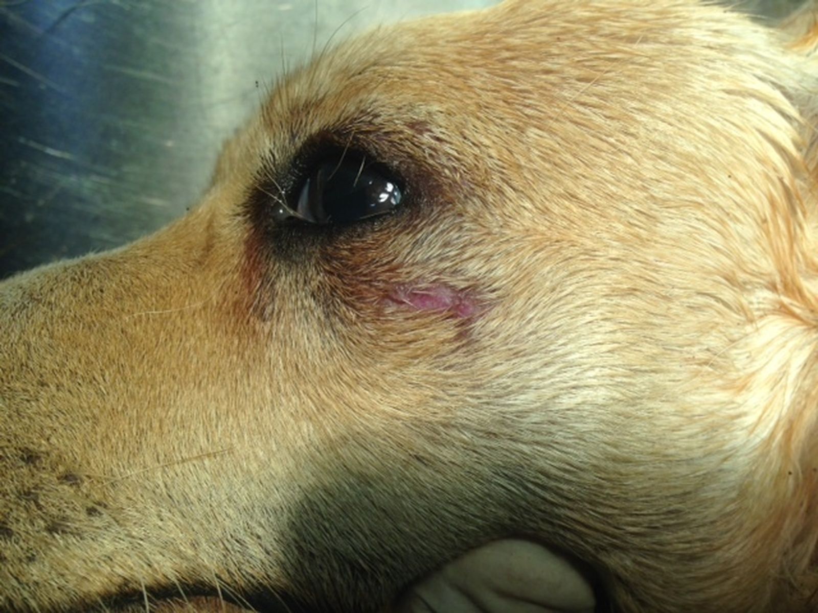 'Tuba', el perro muerto en Cuevas del Almanzora.