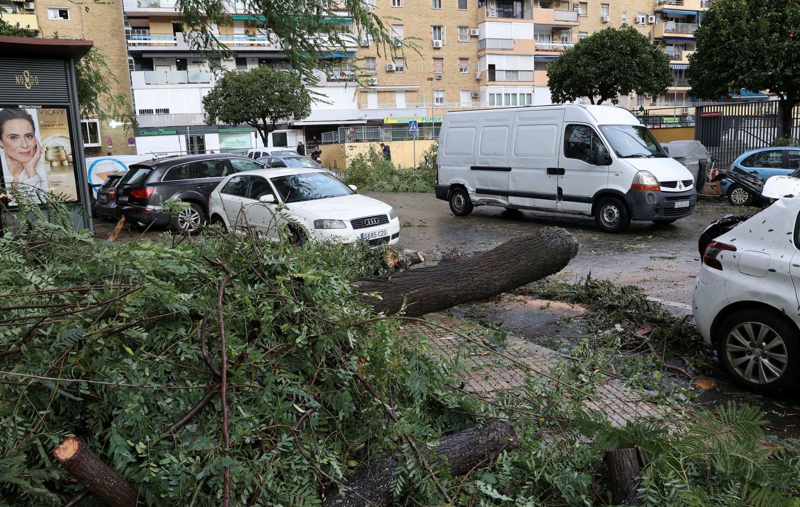 Un árbol arrancado de cuajo por el viento en San Jacinto.