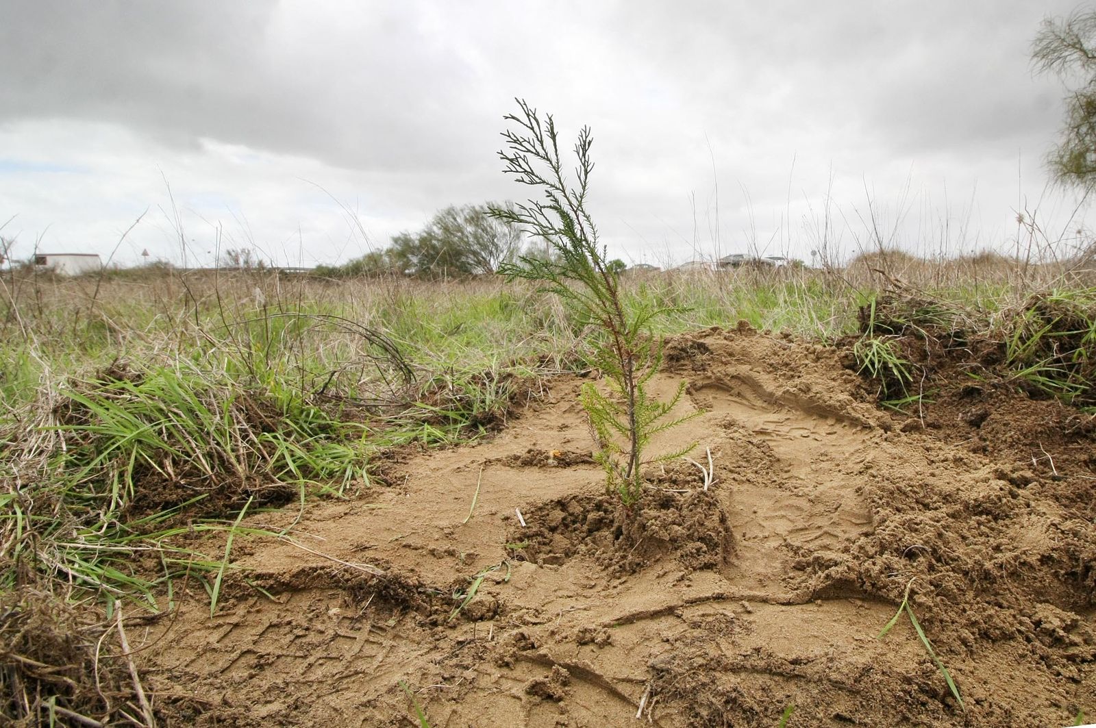 Imágenes de la plantación de árboles en los Llanos de Bacuta, en el Paraje Natural Marismas del Odiel, Huelva