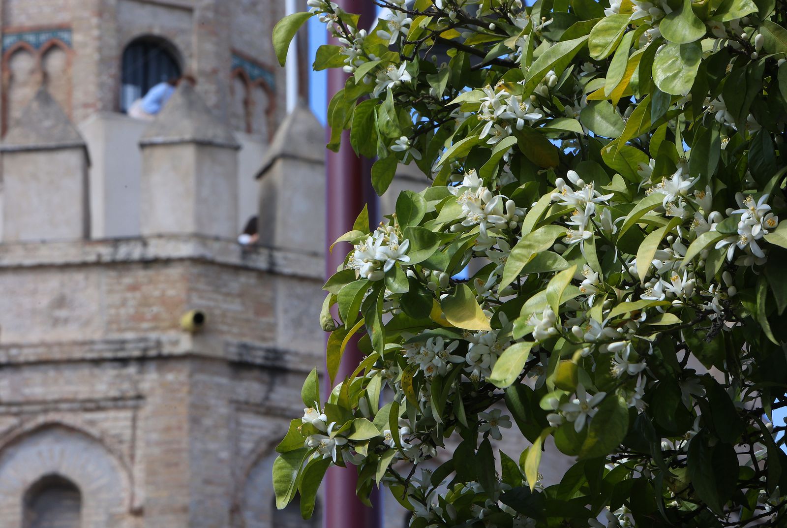 Comienzo de la primavera en Sevilla