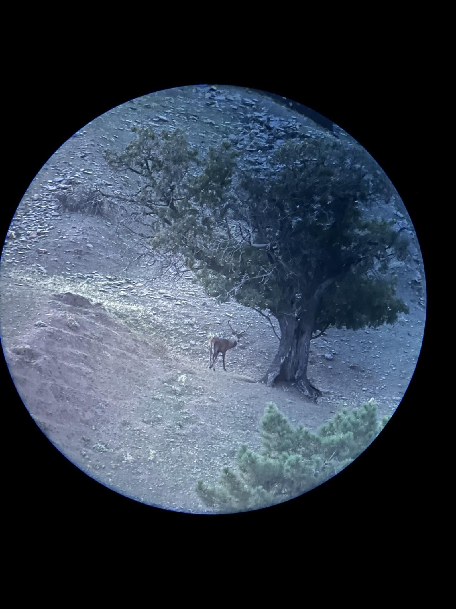 Imagen de un ciervo junto a una encina visto con un visor durante la época de berrea, hace apenas unos días, en el Refugio Arroyo Verruga de Serón.
