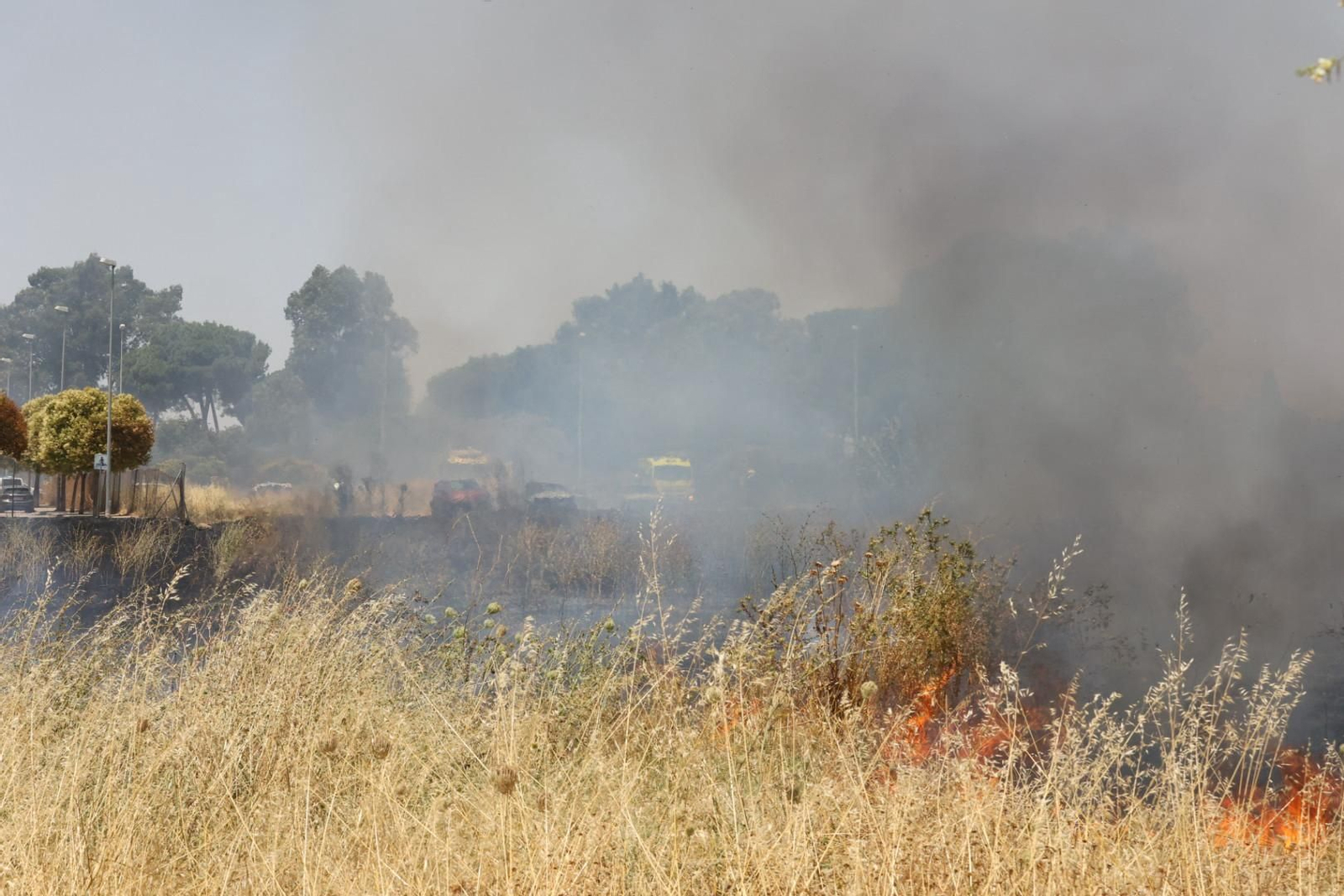 Incendio de pastos junto a la avenida de Espera en Jerez