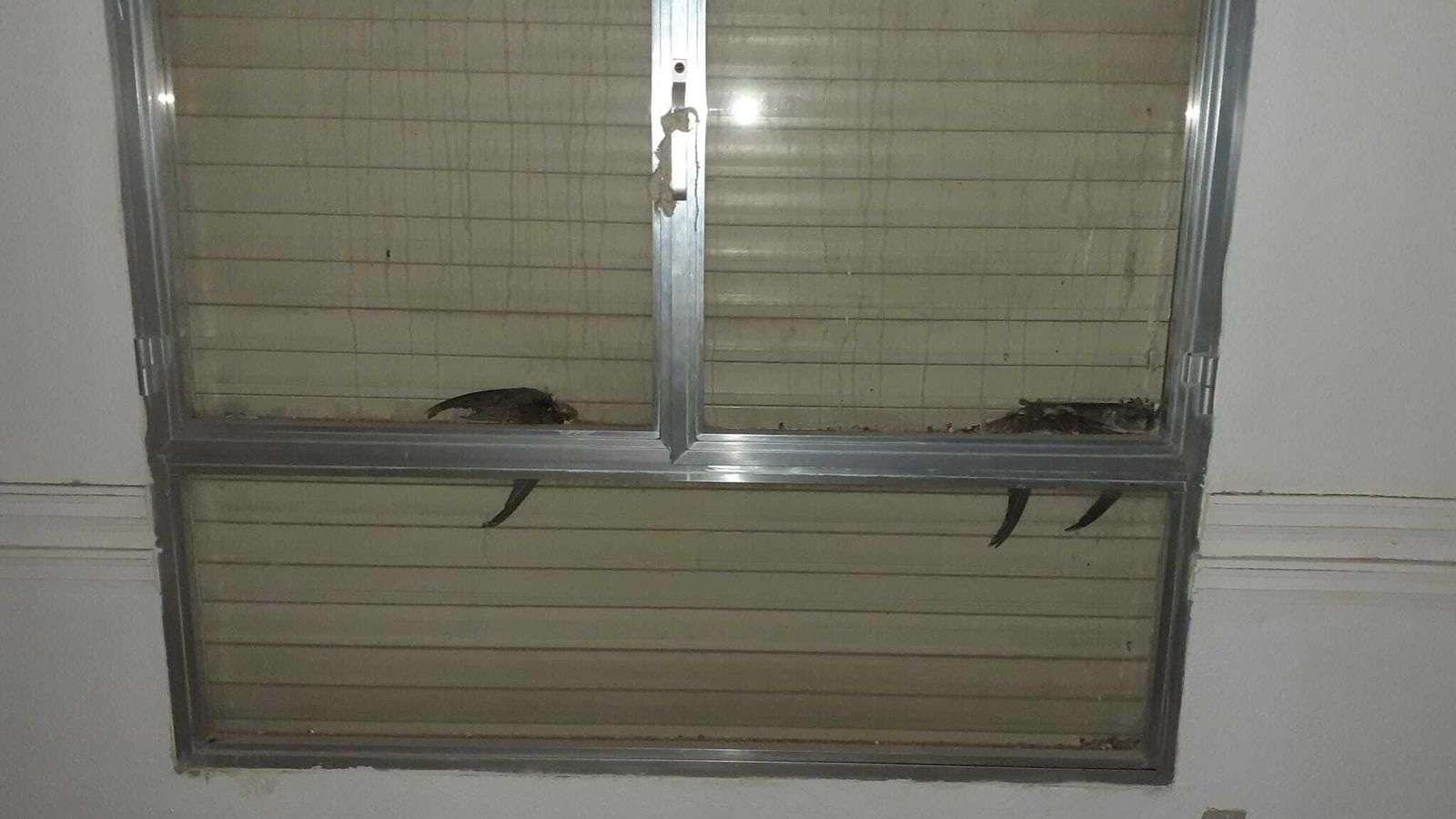 Pájaros muertos en la planta superior