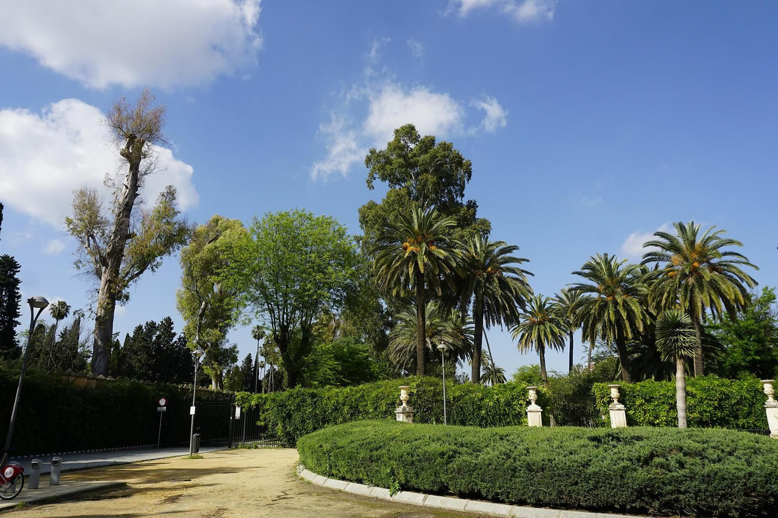 Terapias de choque para combatir las plagas que diezman los eucaliptos y las palmeras de Sevilla.