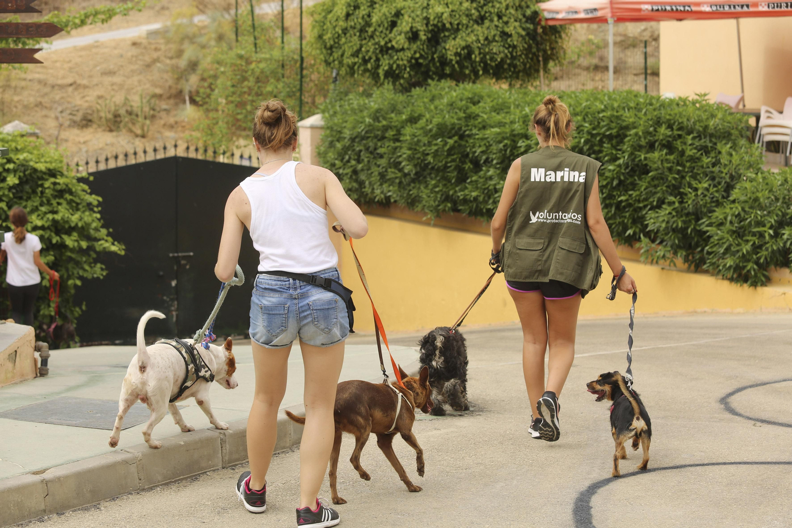 Las fotos de los animales de la Protectora de Málaga Las fotos de los animales de la Protectora de Málaga