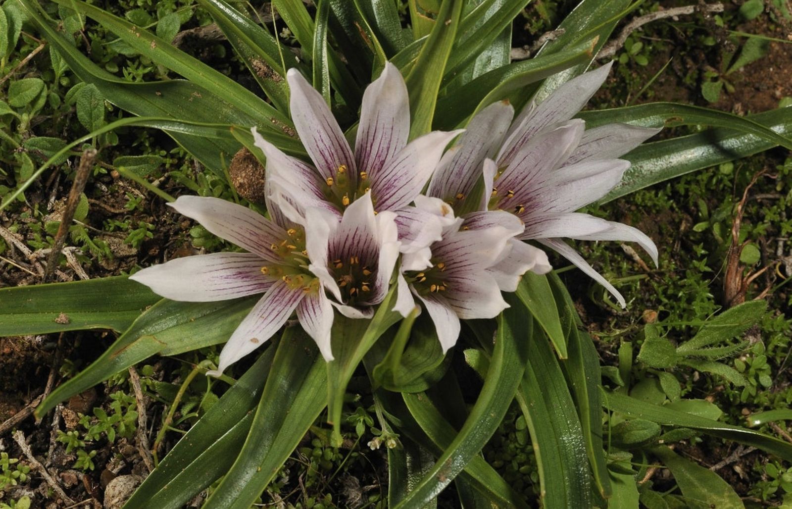 El ‘azafrán del Cabo de Gata’ vuelve a alfombrar el Parque Natural