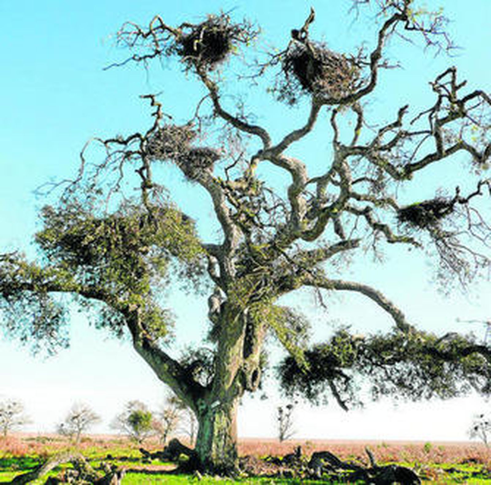 Alcornoque de La Pajarera con nidos de aves en Doñana.