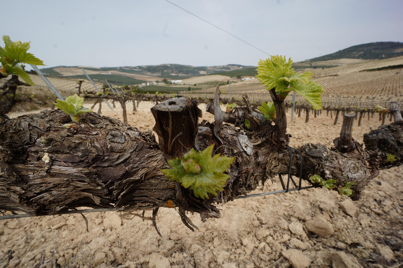 Viñedos en la Sierra de Montilla.