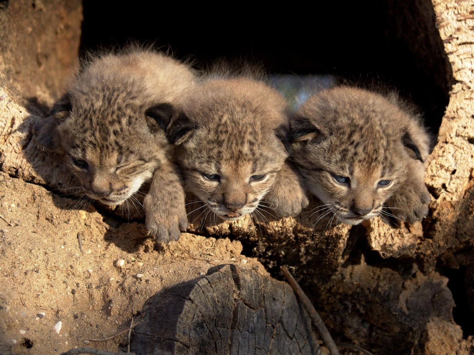 Cachorros de lince ibérico.