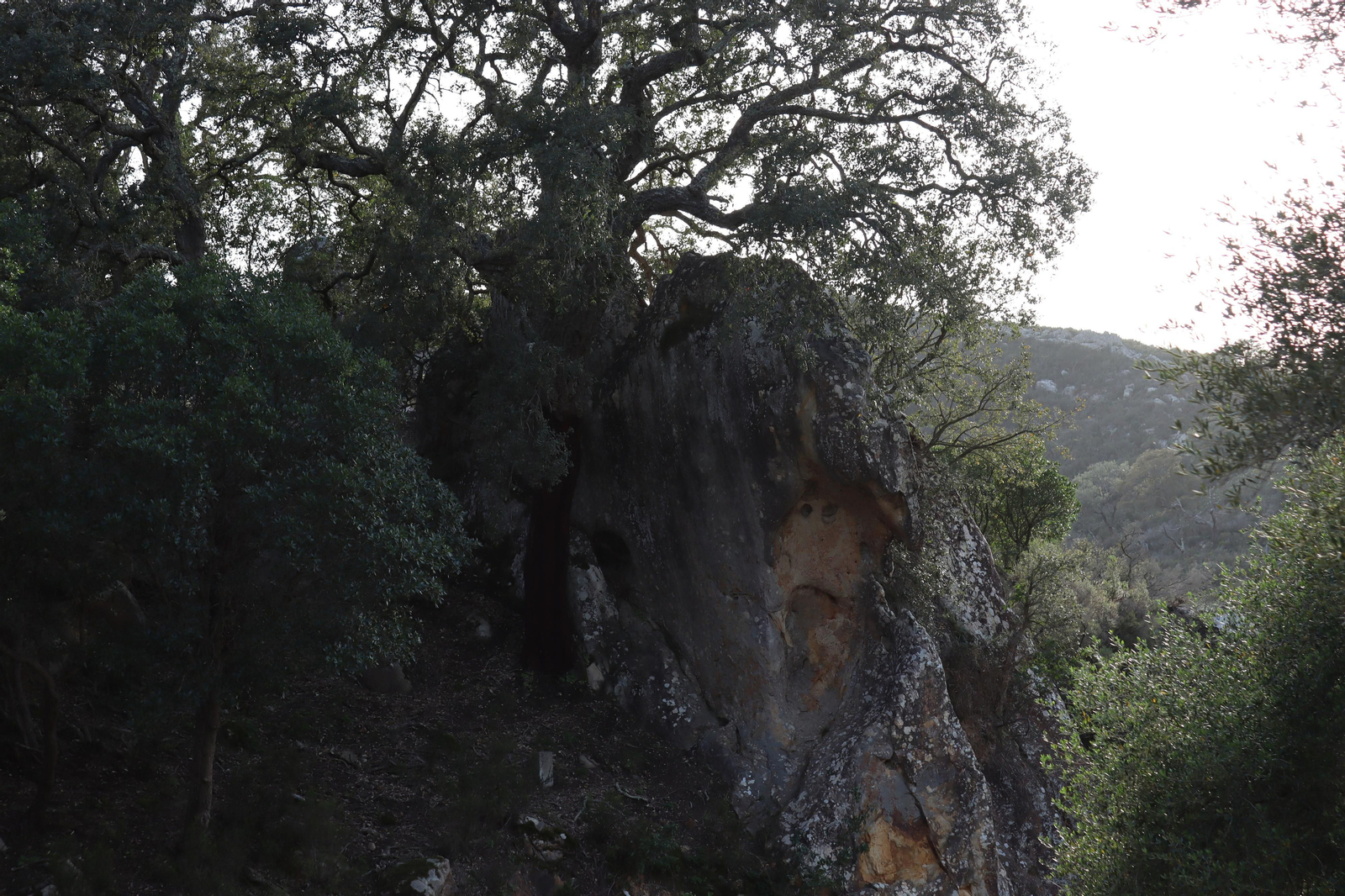 Fotos de la flora y fauna del Parque Natural de Los Alcornocales