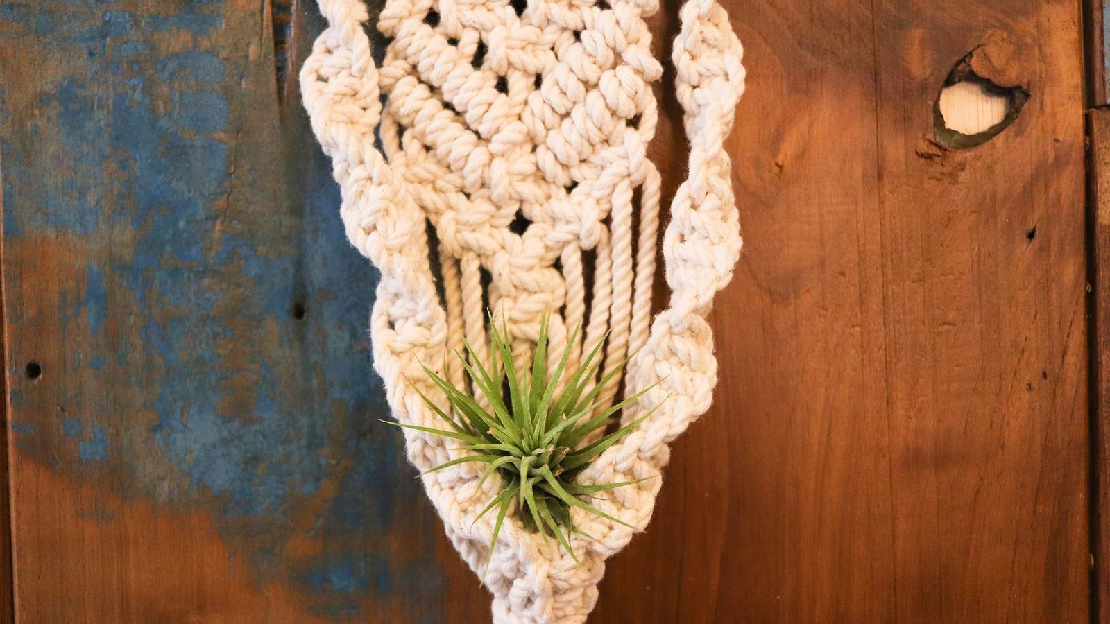 Clavel de aire o tillandsia. Clavel de aire o tillandsia.