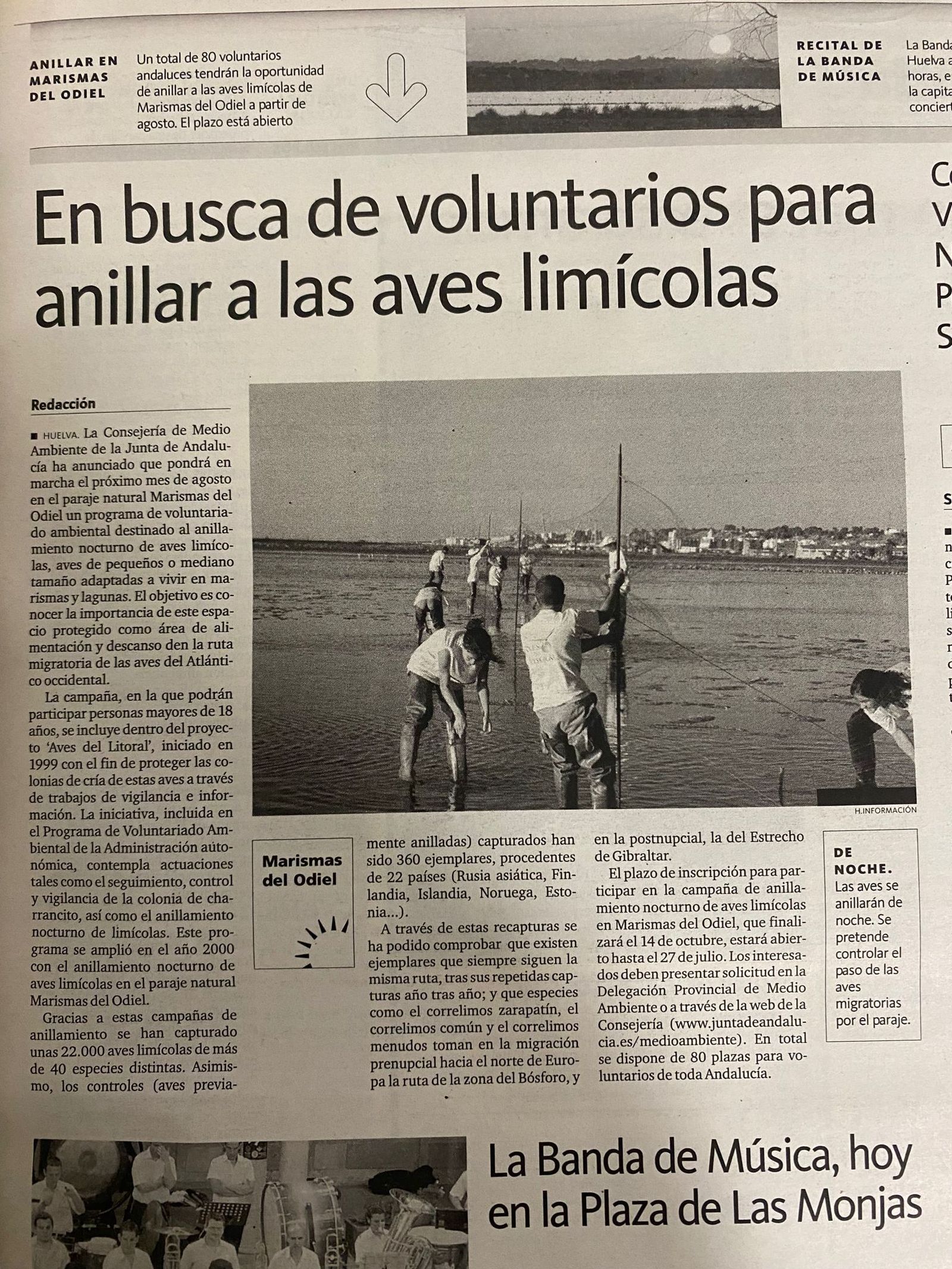 Información sobre el voluntariado en Marismas del Odiel para anillar aves limícolas