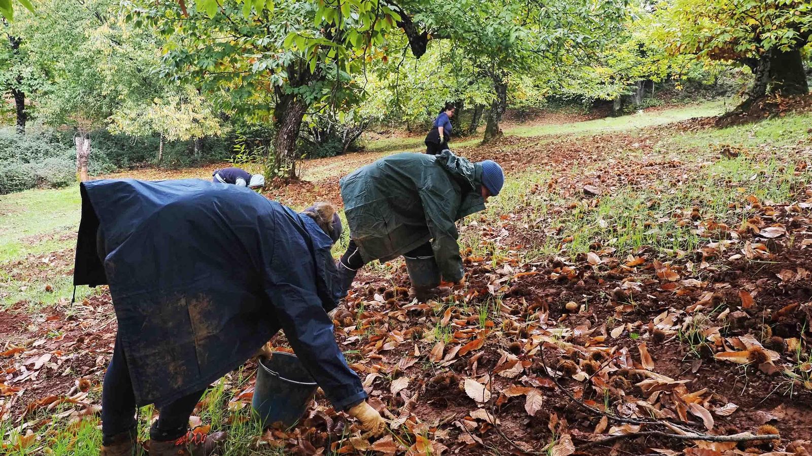 Varias 'apañaoras' recolectan castañas en una finca onubense