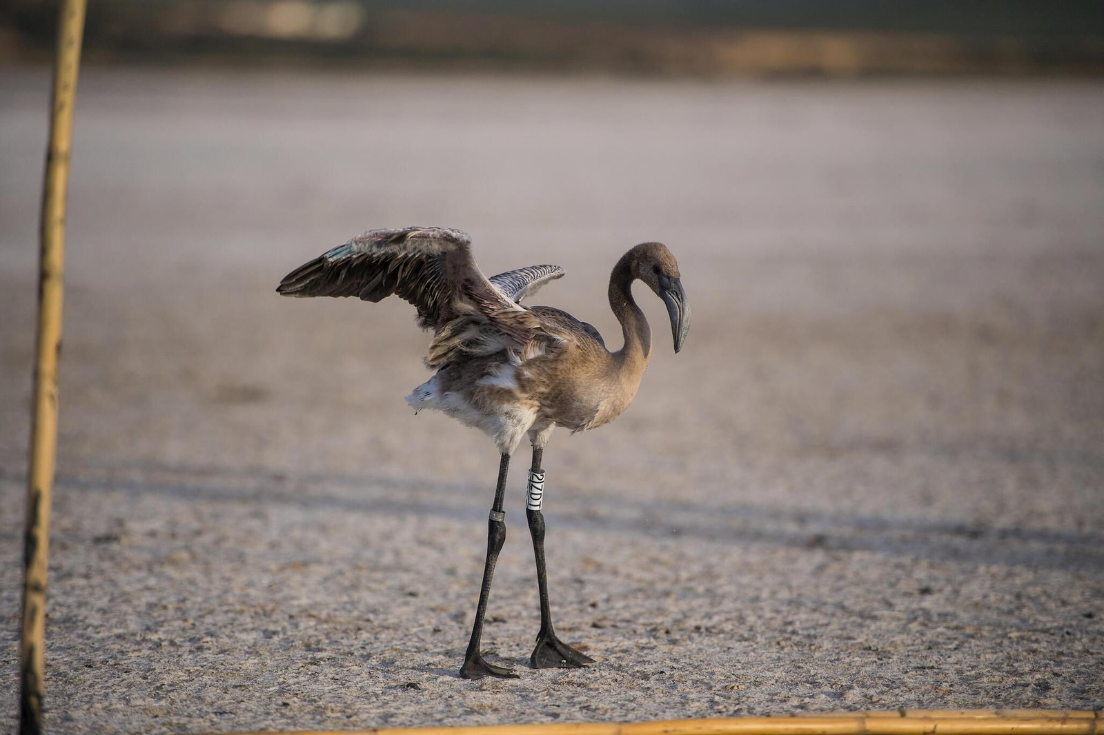 Flamencos en la Laguna de Fuente de Piedra durante el anillamiento (fotos)
