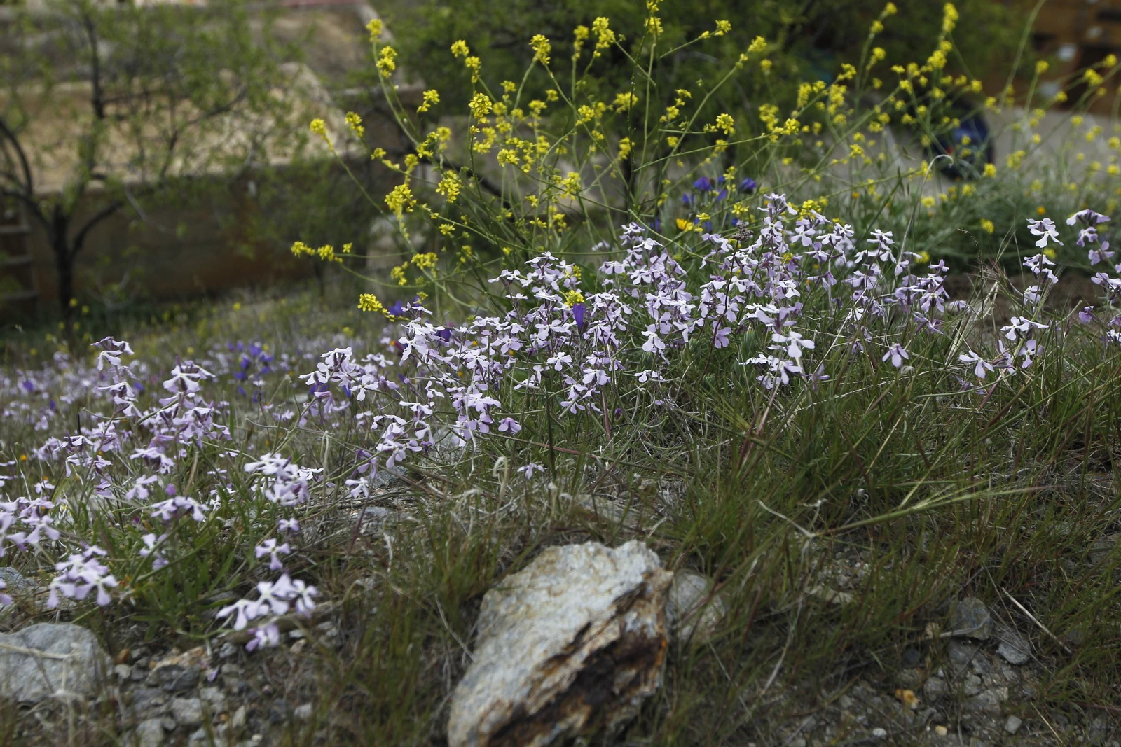 Naturaleza desconfinada. La Roza (Abrucena)