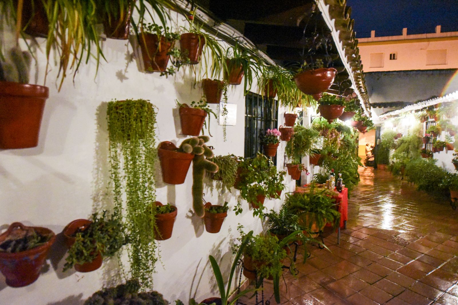 Las mejores fotos de la última jornada de la Navidad en los Patios