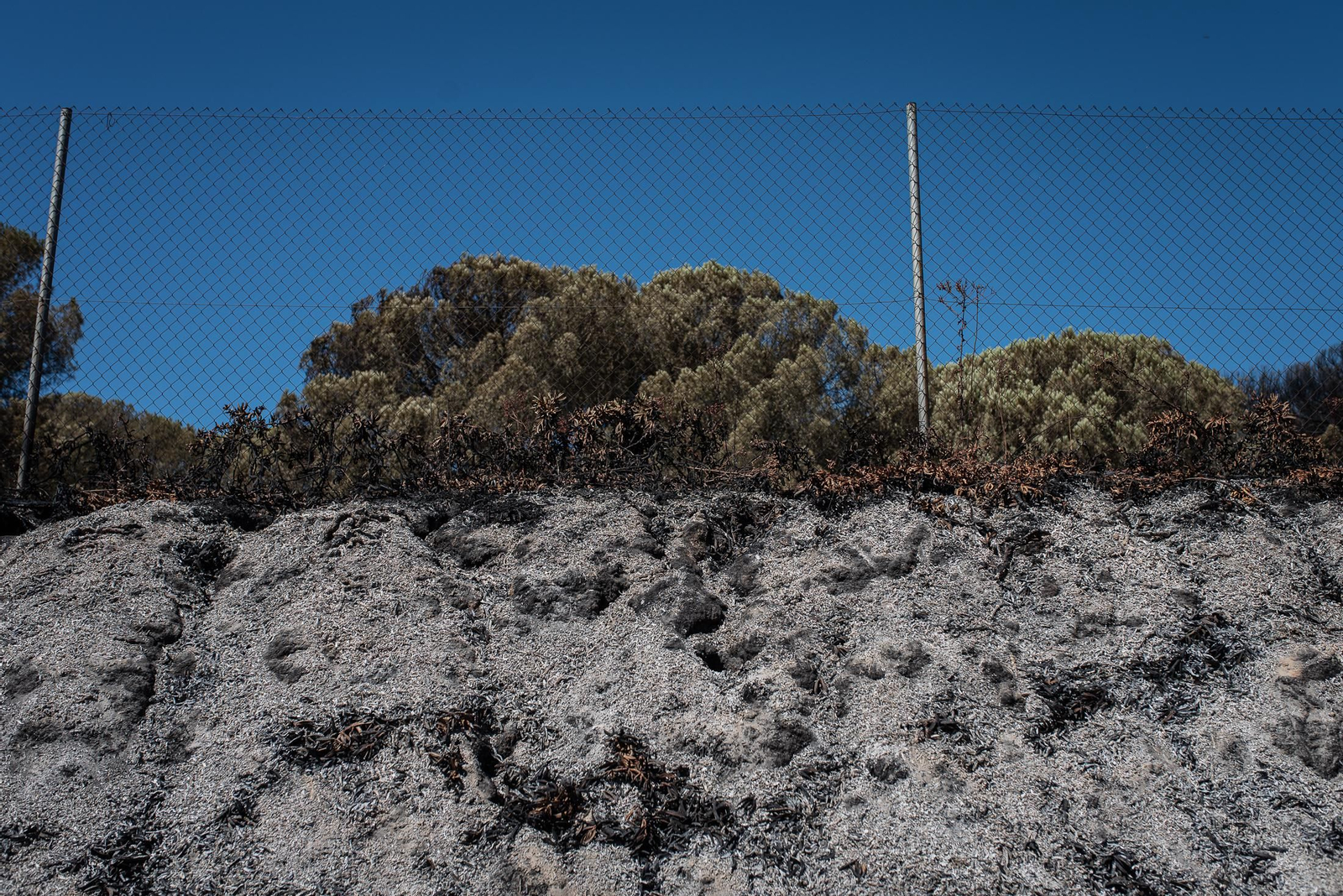 El rastro del incendio de Almonte en imágenes