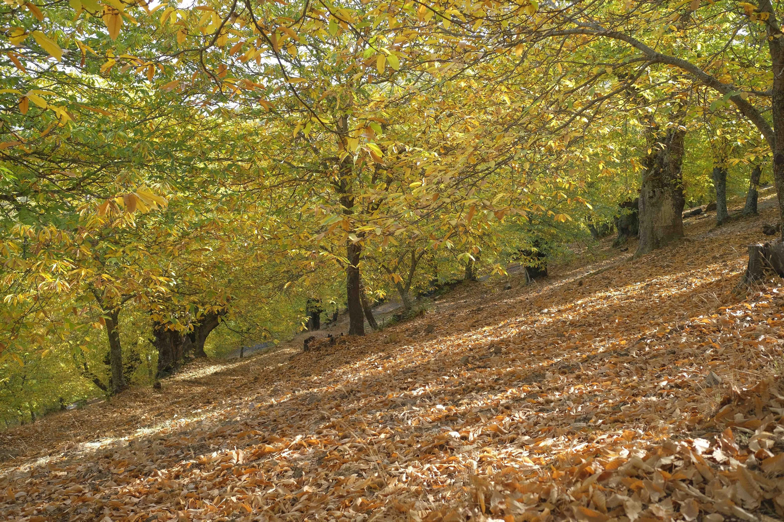 El Bosque de Cobre, en imágenes