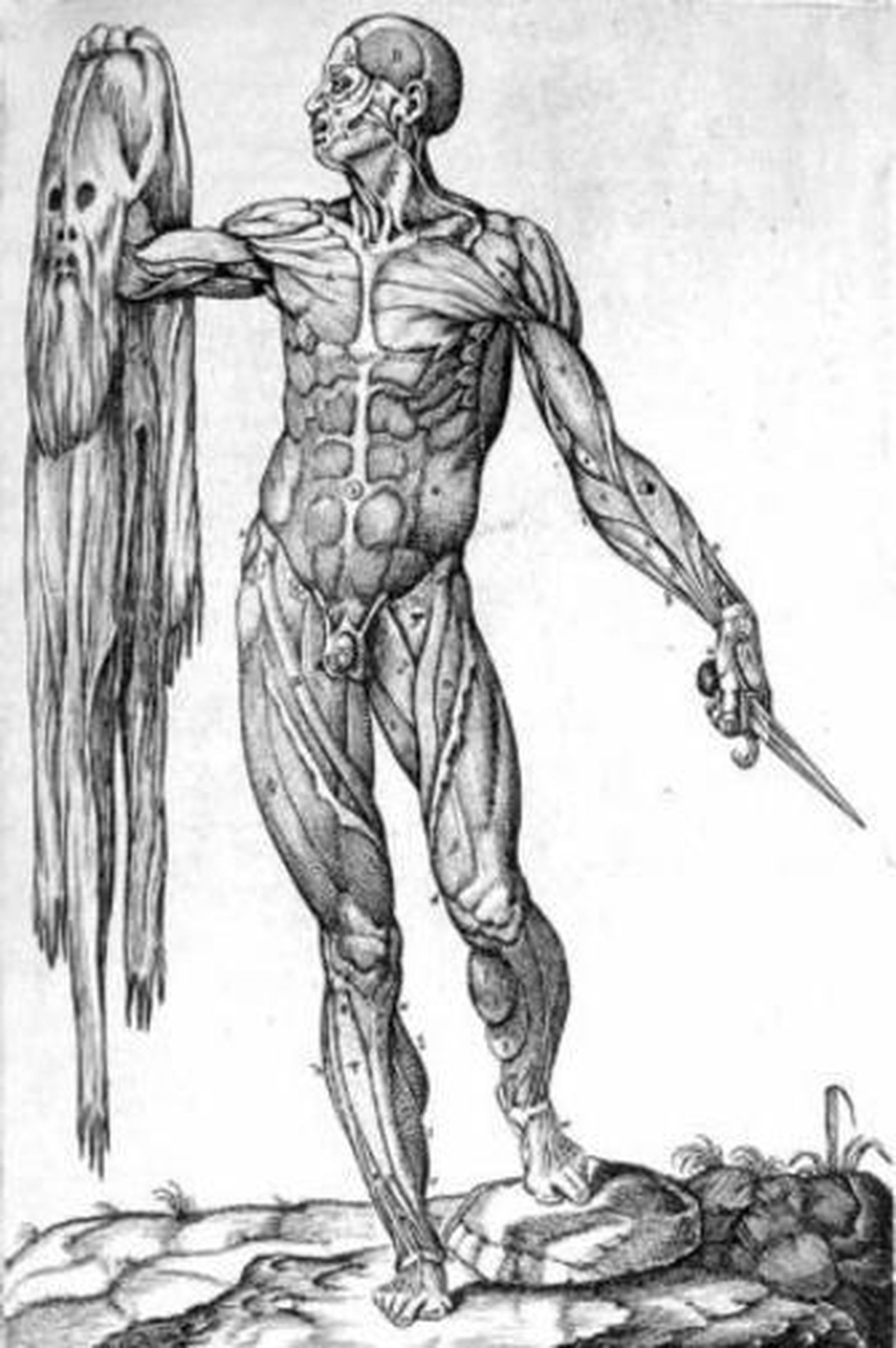 Anatomía del cuerpo humano