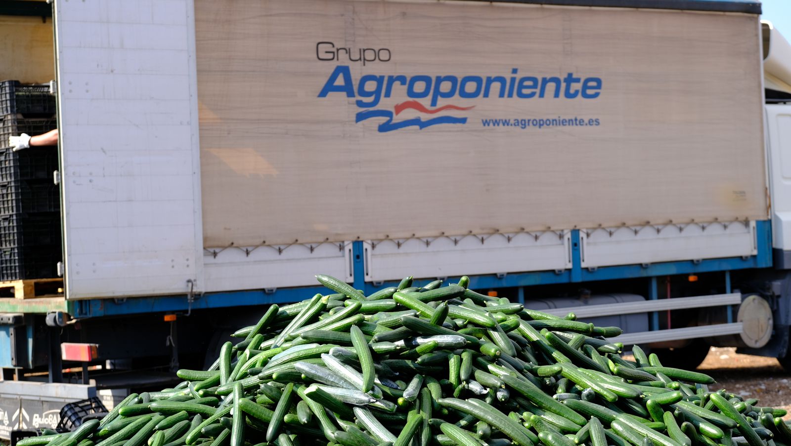 Fotogalería destrucción de pepinos en Almería