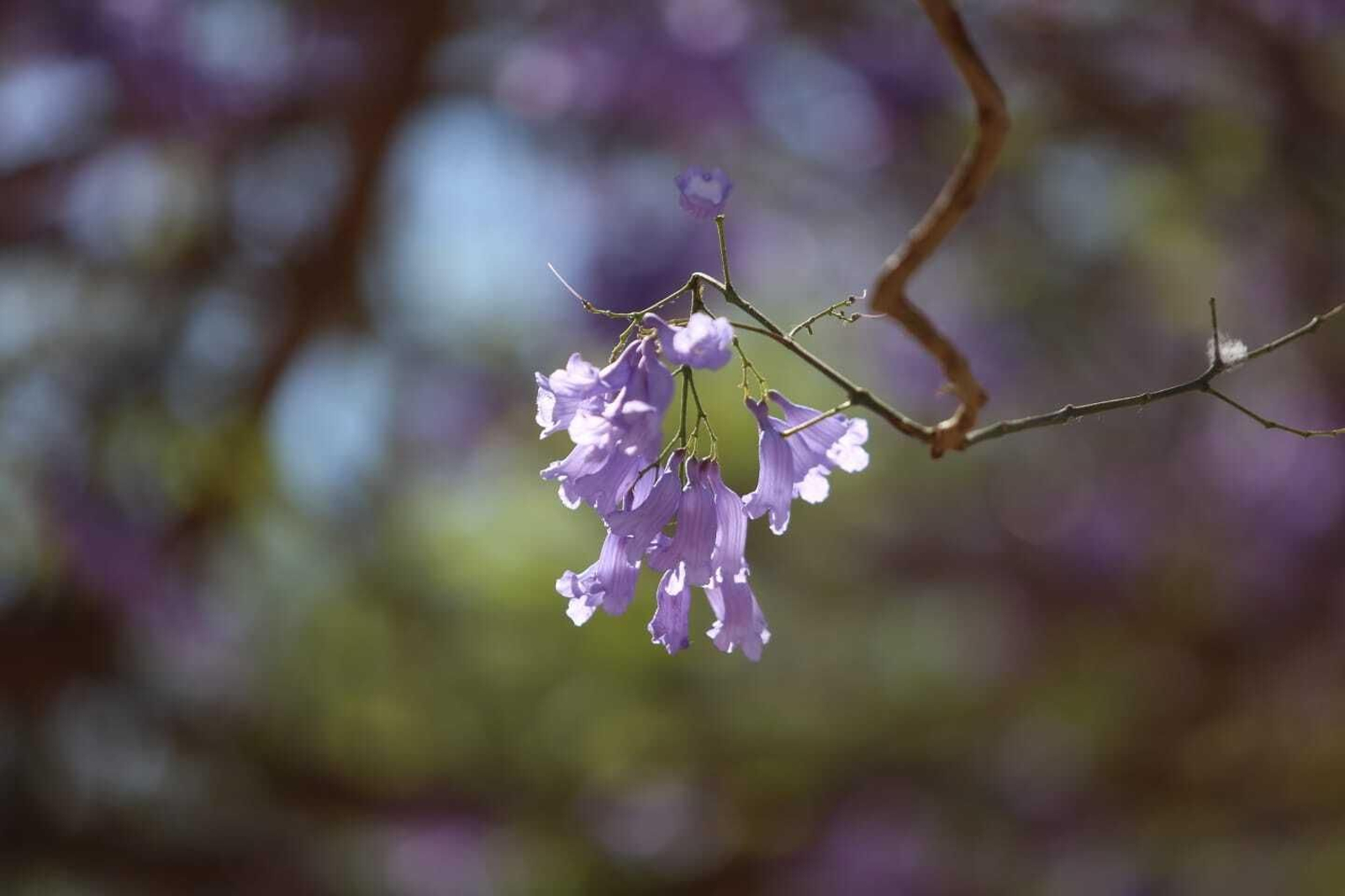 Jacaranda Jacaranda