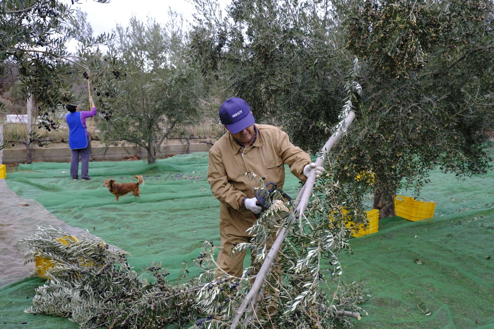 Fotogalería recolección aceituna en Abla. Almería