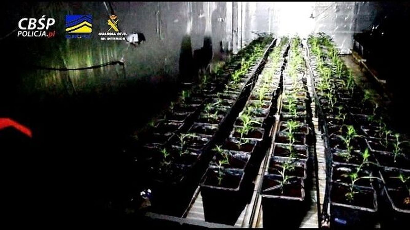 Marihuana incautada en una de las últimas operaciones