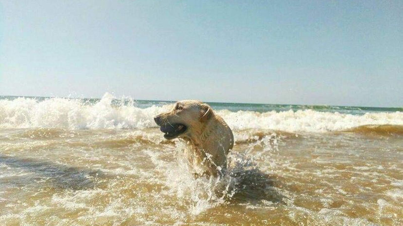 labrador en la playa