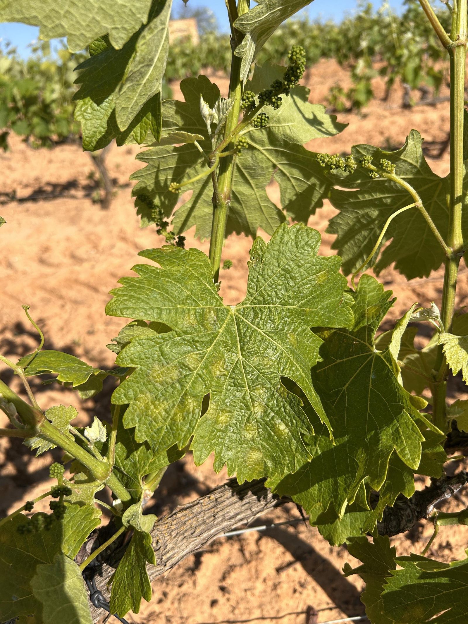 Hoja de vid afectada por el mildium.