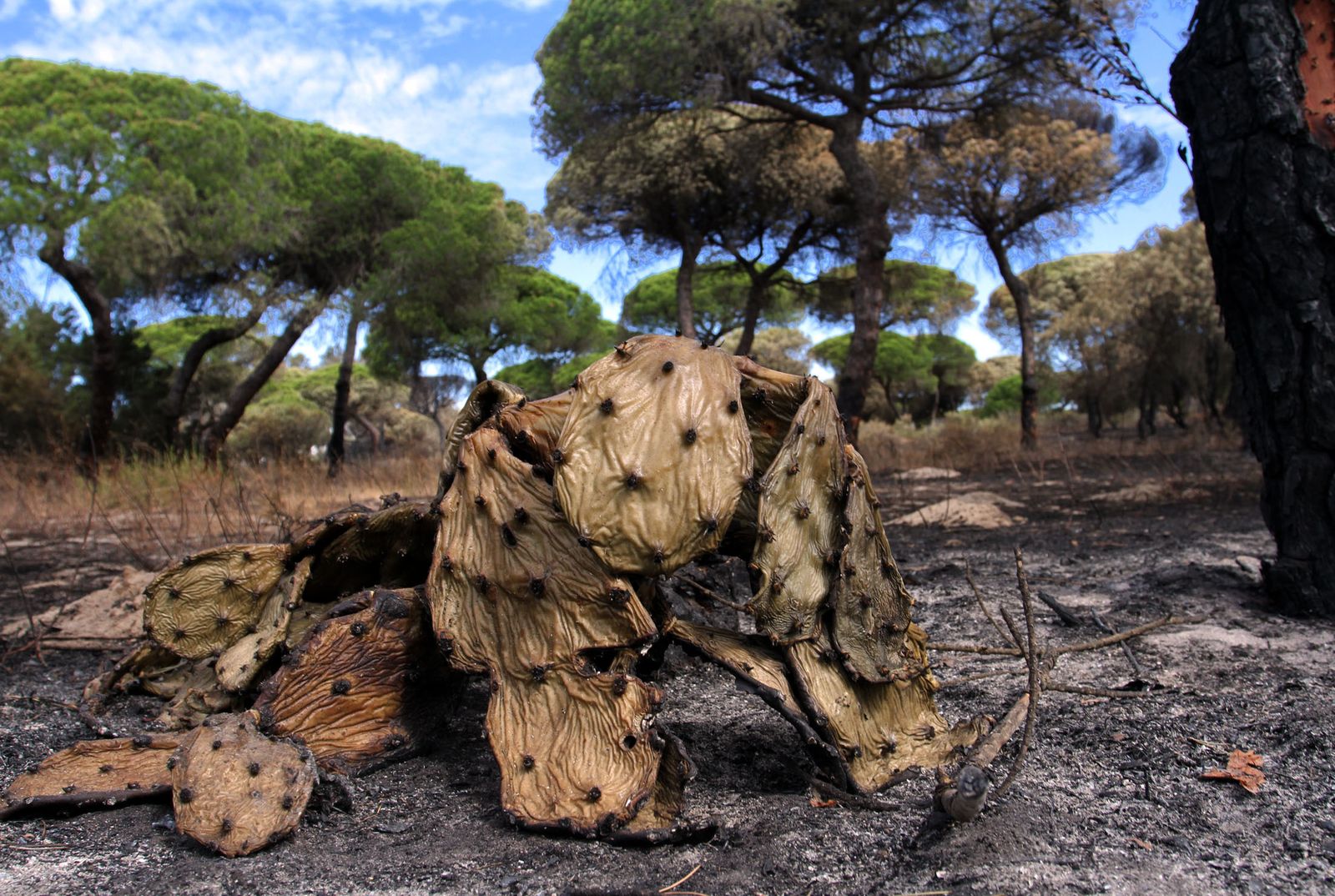 Imágenes de las consecuencias del incendio de Moguer