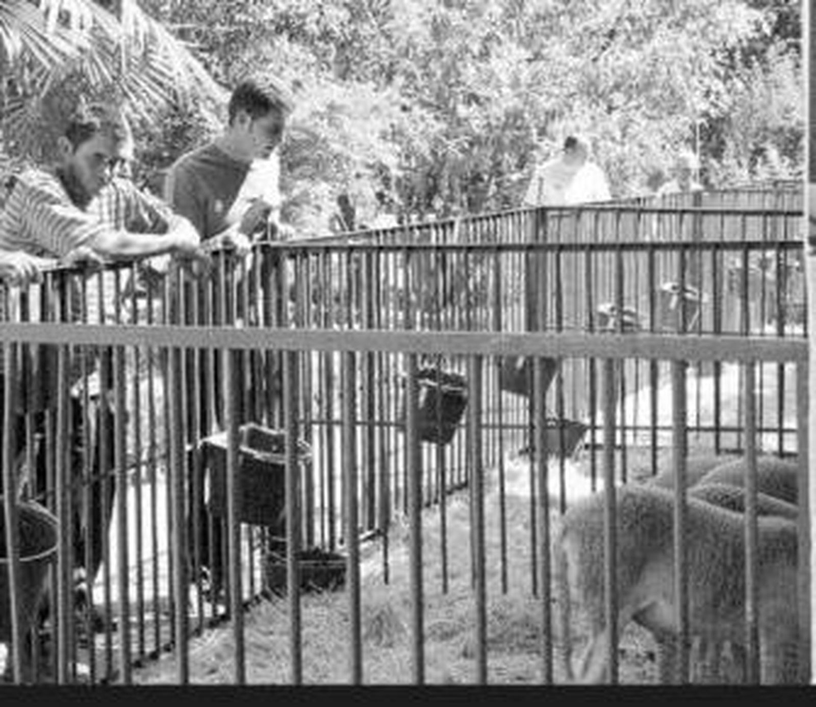 Unos jóvenes observan los corderos segureños en la última feria de Baza.
