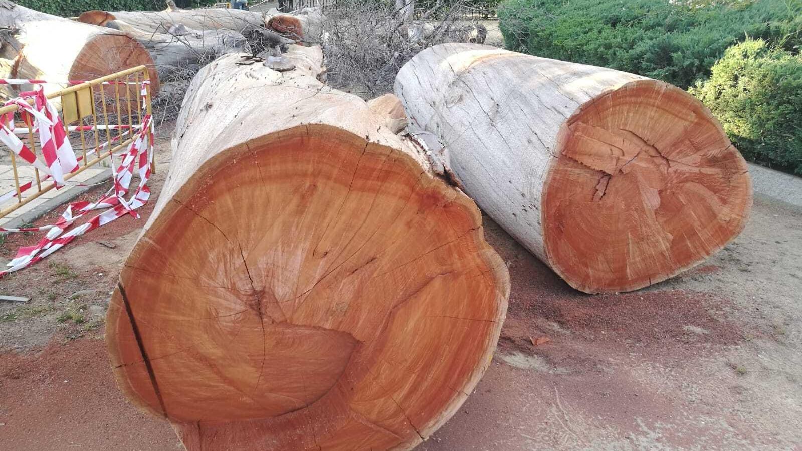 Una vista de los troncos del árbol cortado este lunes en el Alcázar.