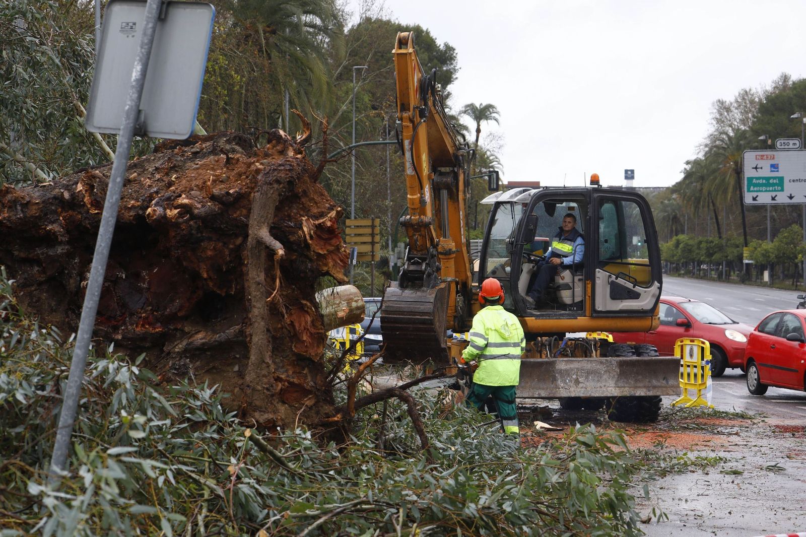 Operarios del Ayuntamiento trabajan en la retirada de árboles caídos en la calzada tras un temporal