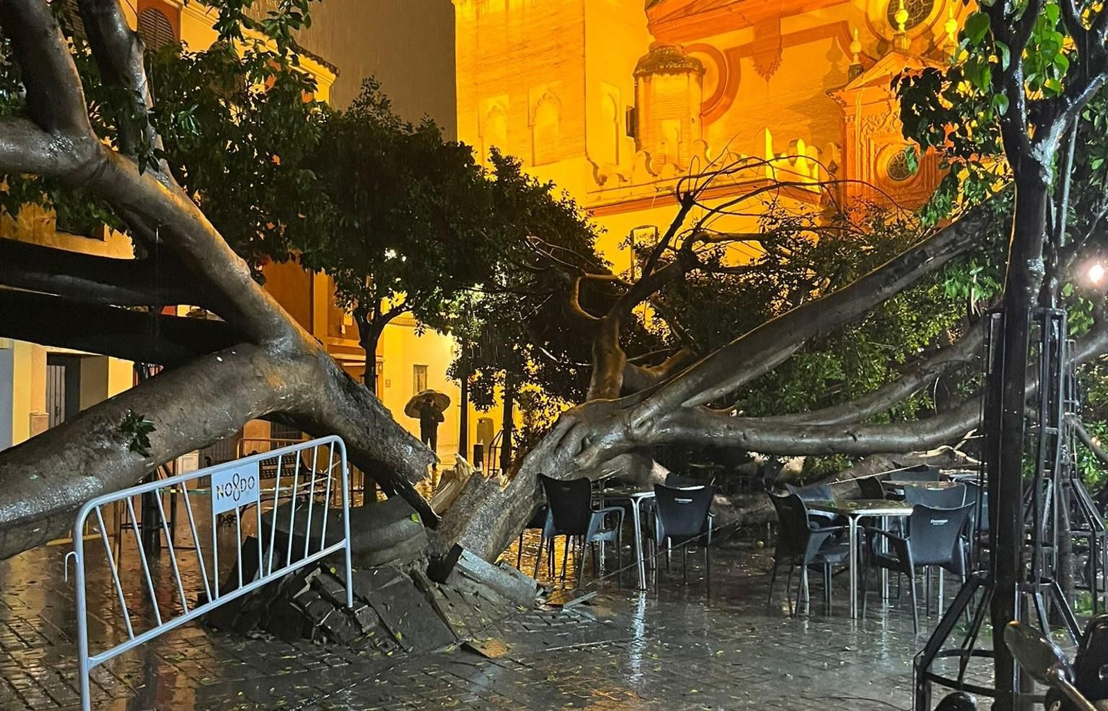 El árbol dañado por la caída de un rayo.