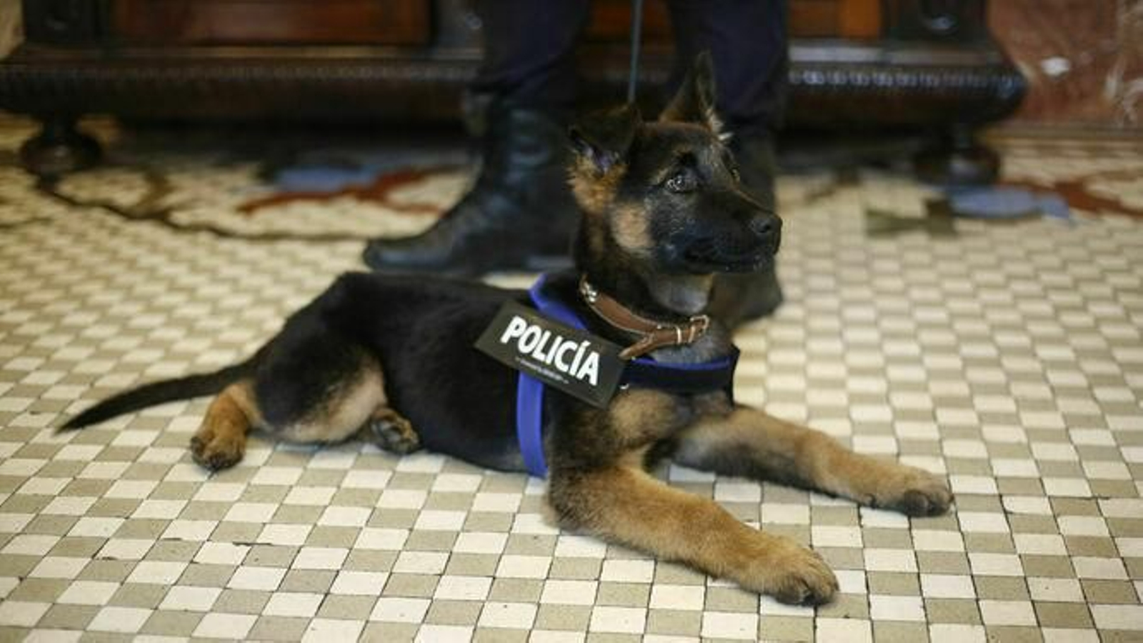 El nuevo trabajo del agente peludete  Stan Lee en los hospitales de Granada