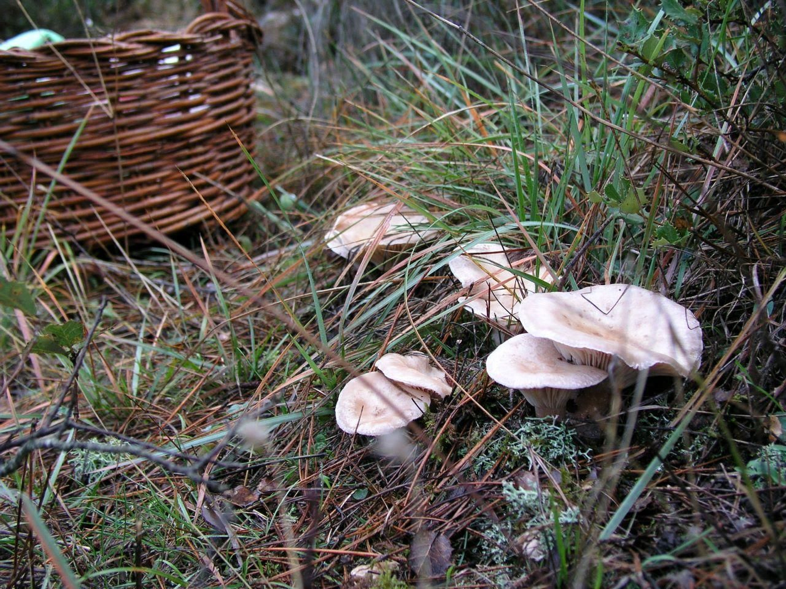 Con las primeras lluvias comienza la temporada de setas en la provincia de Jaén.