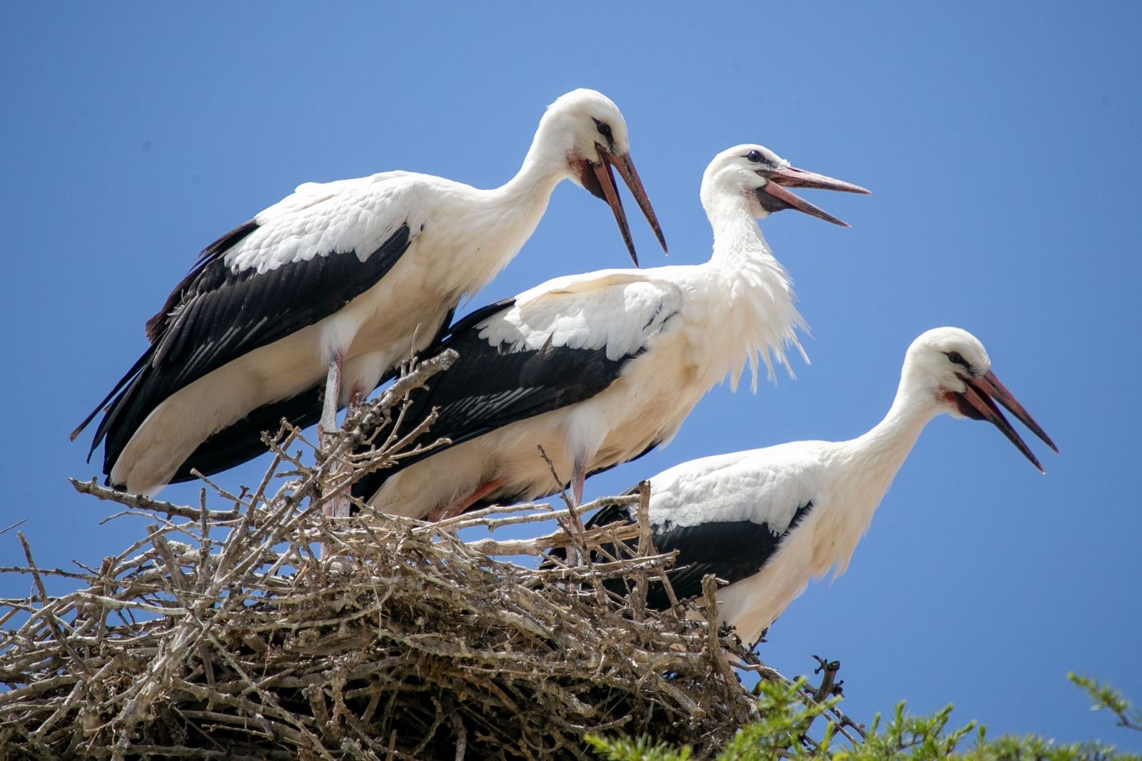 Imagen de archivo de cigüeñas en su nido