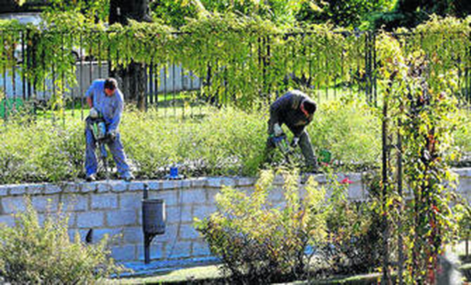 Imagen de archivo del momento en el que se cortó la rosaleda para habilitar el solar para la Biblioteca del Estado.