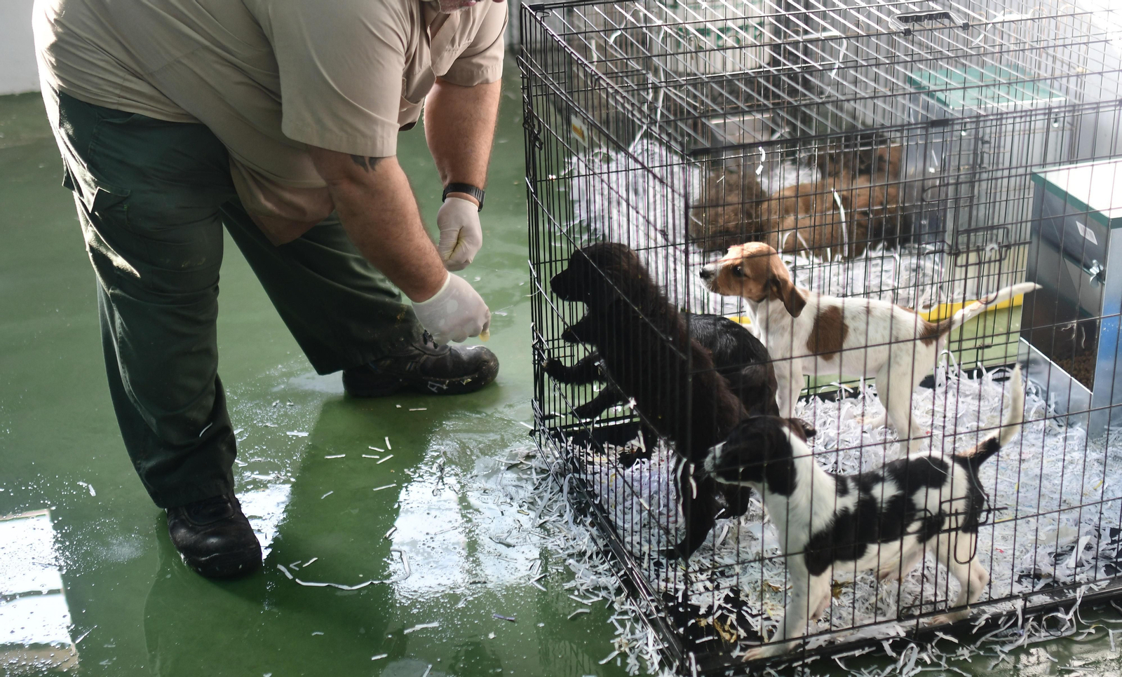 Mascotas que esperan dueño en las perreras de Sadeco
