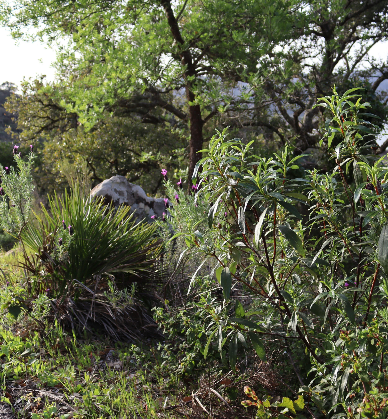 Fotos de la flora y fauna del Parque Natural de Los Alcornocales