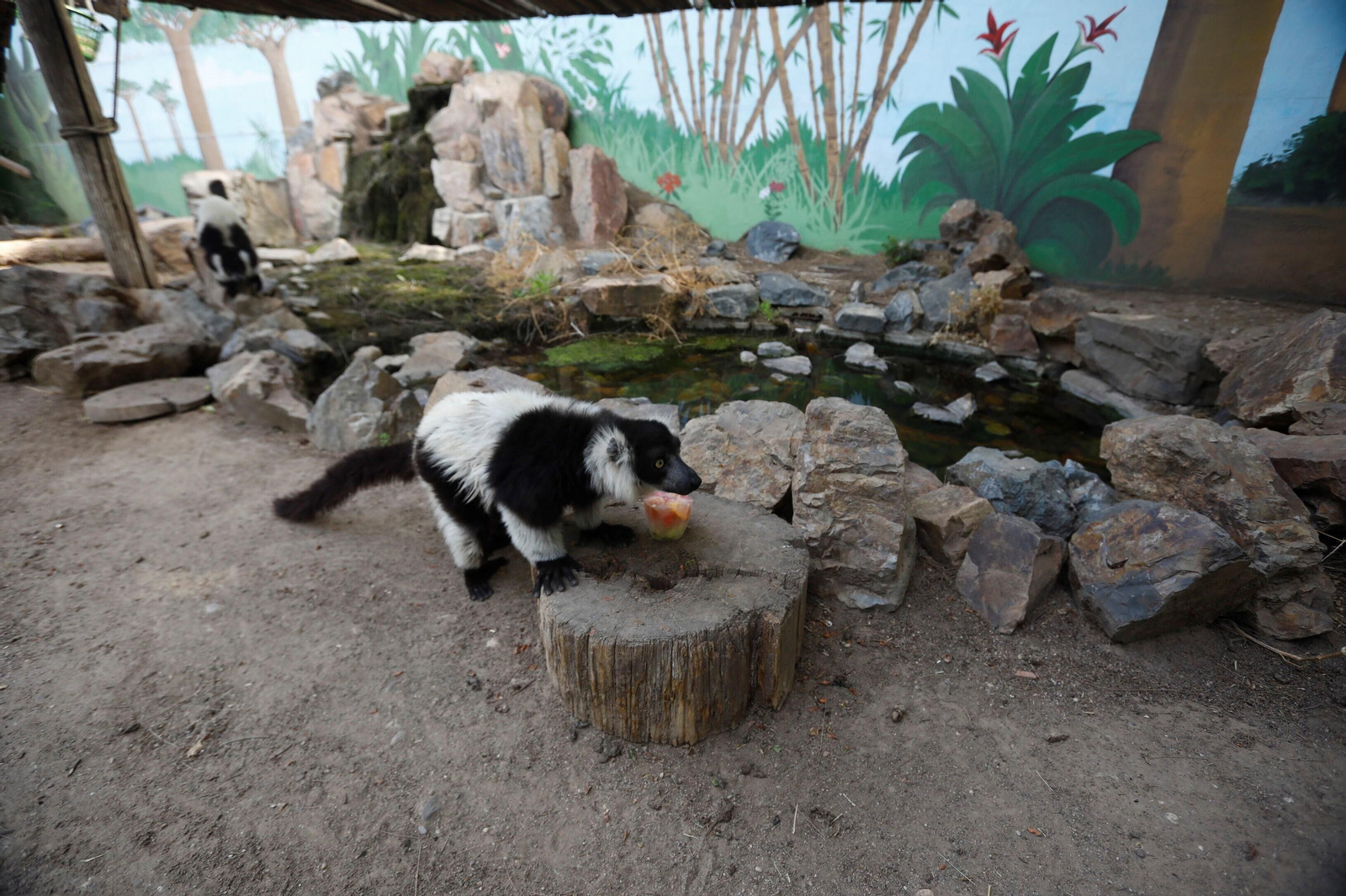 Fotogalería: Así viven los animales del Zoo de Córdoba los meses de verano