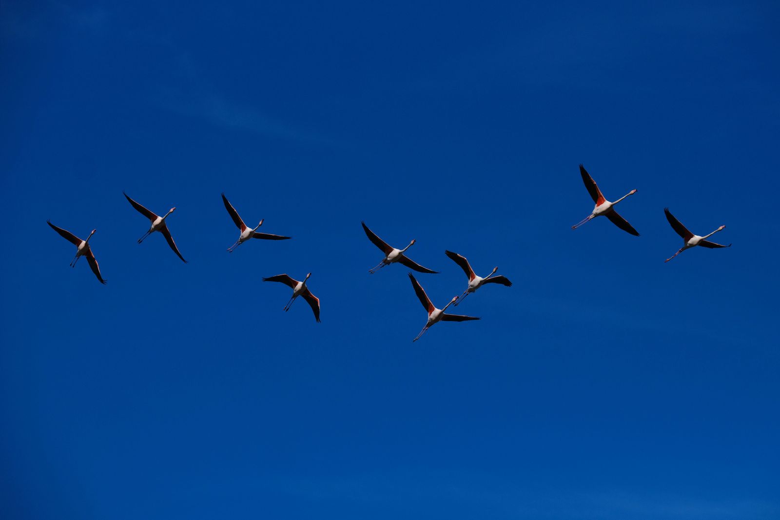Los flamencos regresan a Fuente de Piedra, en fotos