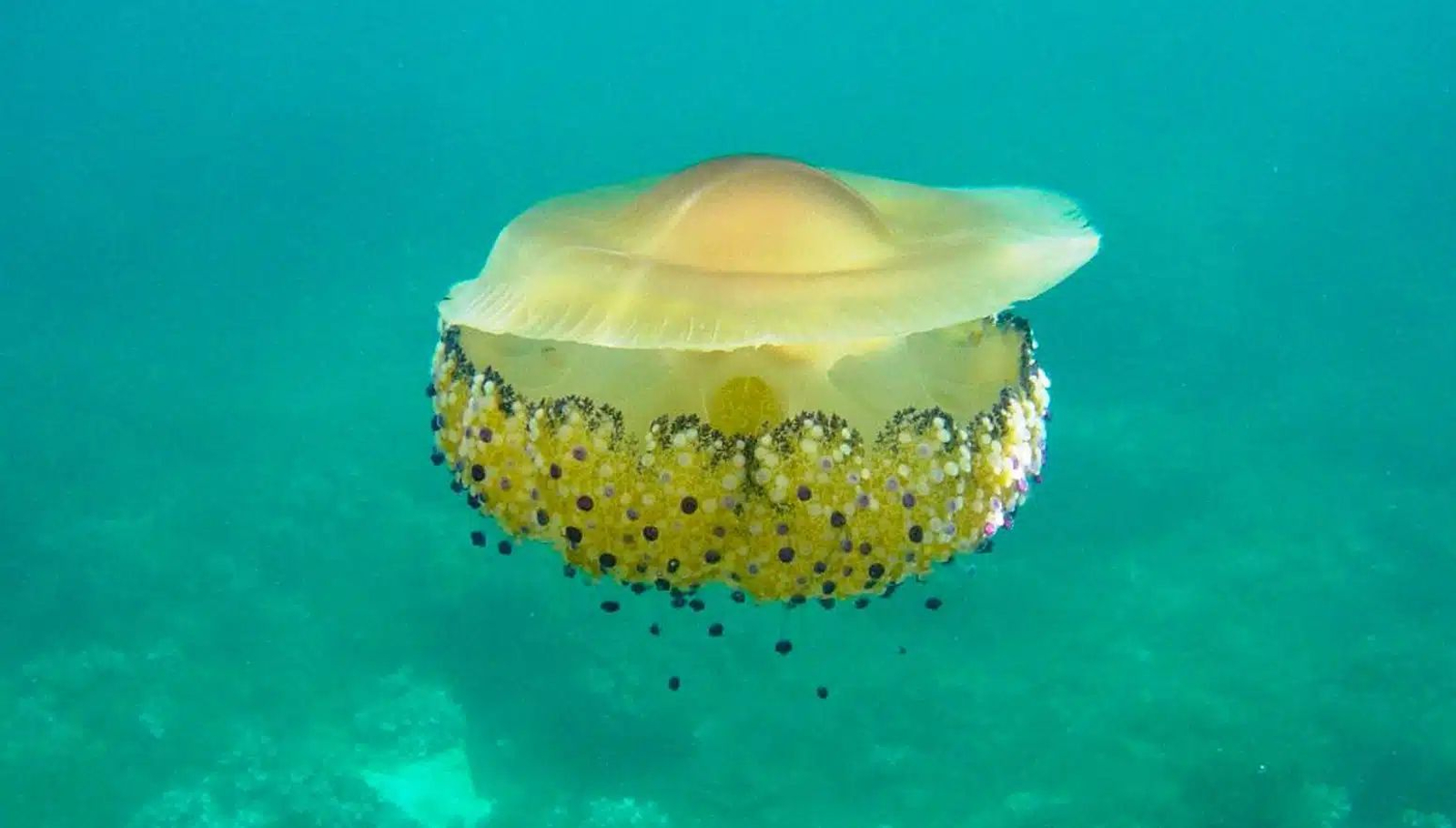 Medusa 'huevo frito'