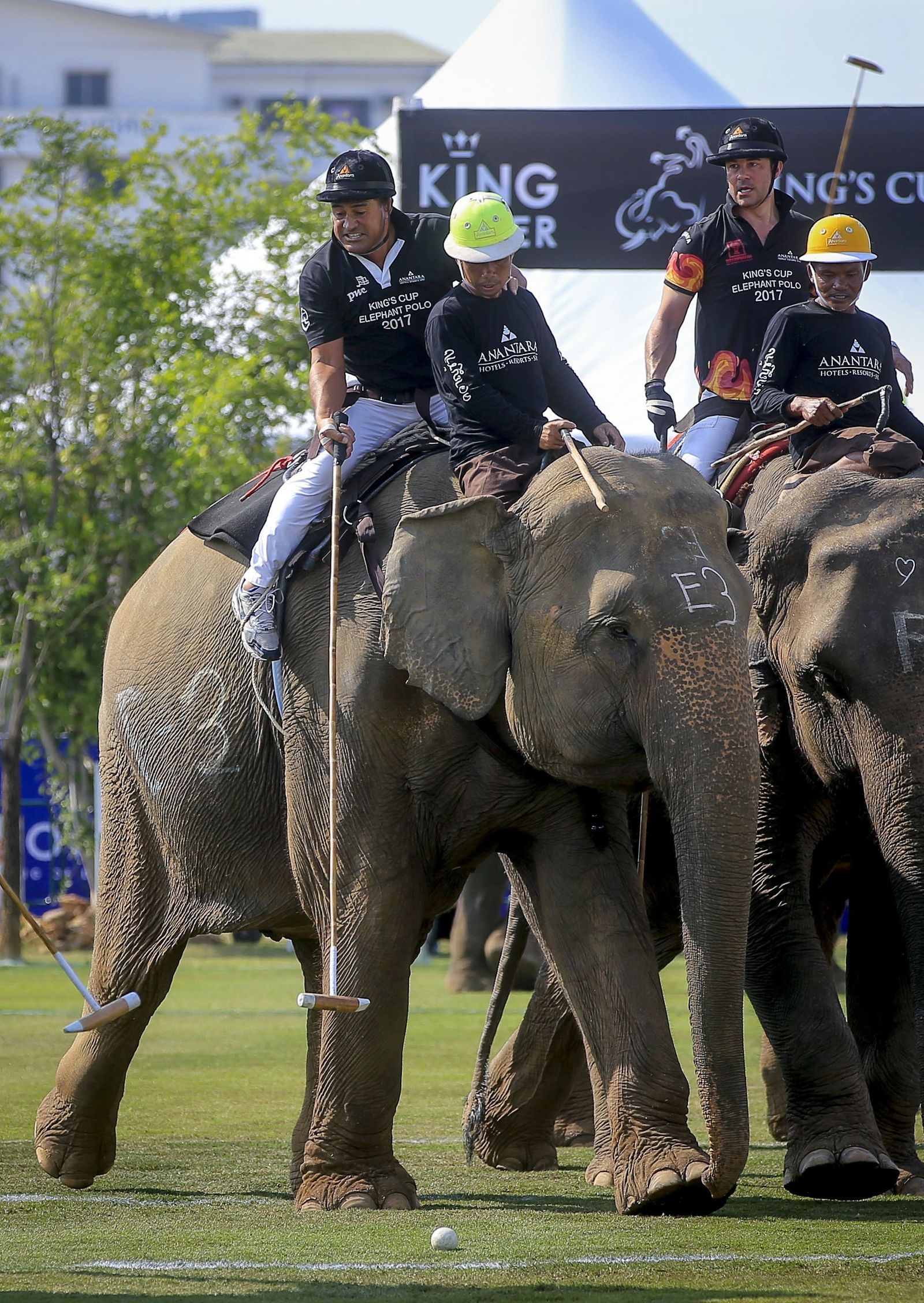 Polo sobre elefantes para conservarlos
