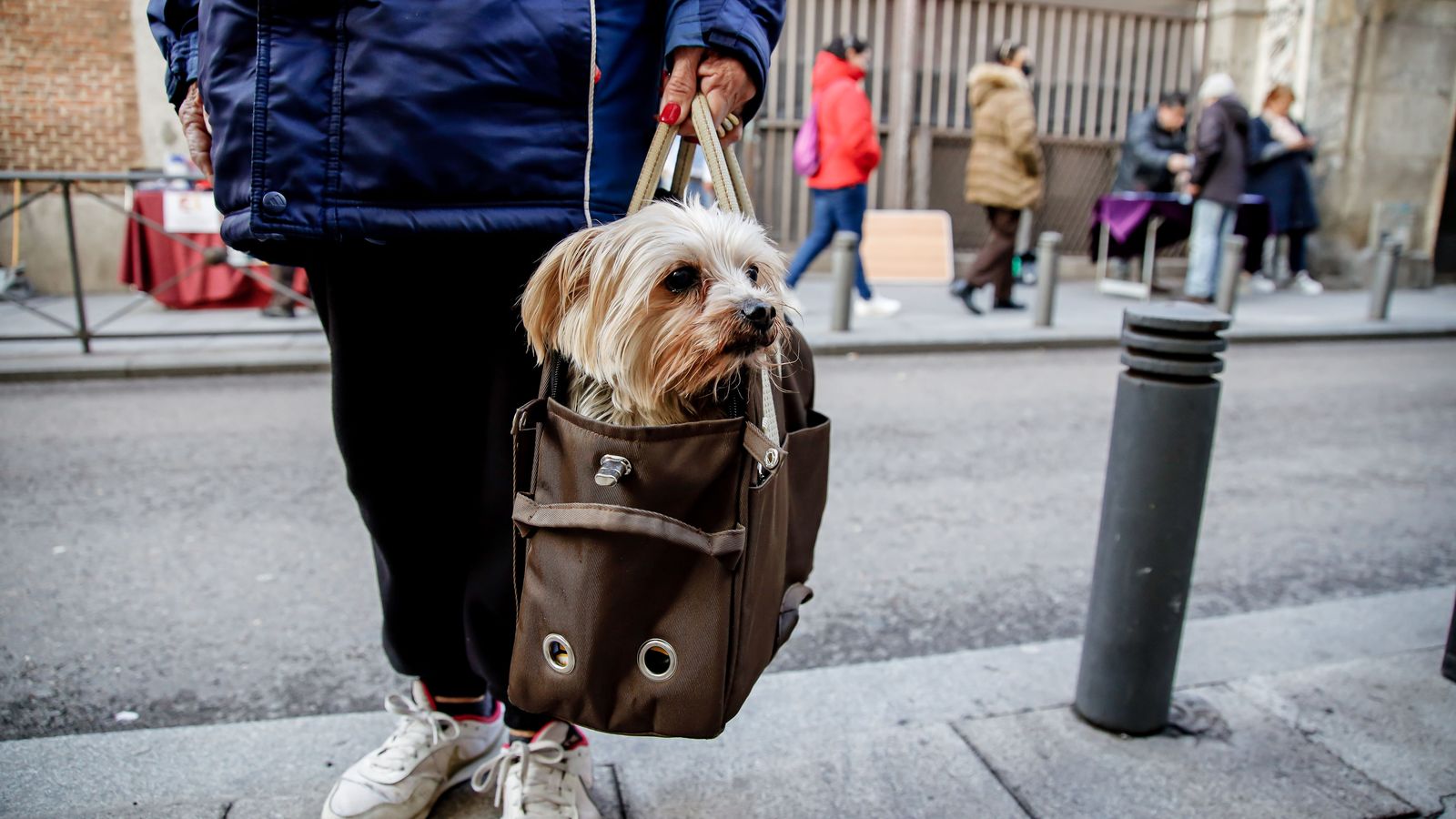 Una mujer transporta a su perro dentro de un bolso